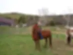 Equestrian Center quinnove