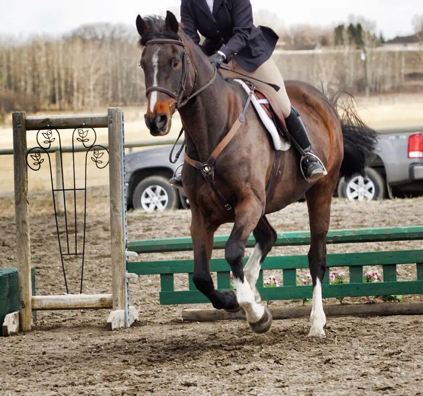 Willow Grove Stables