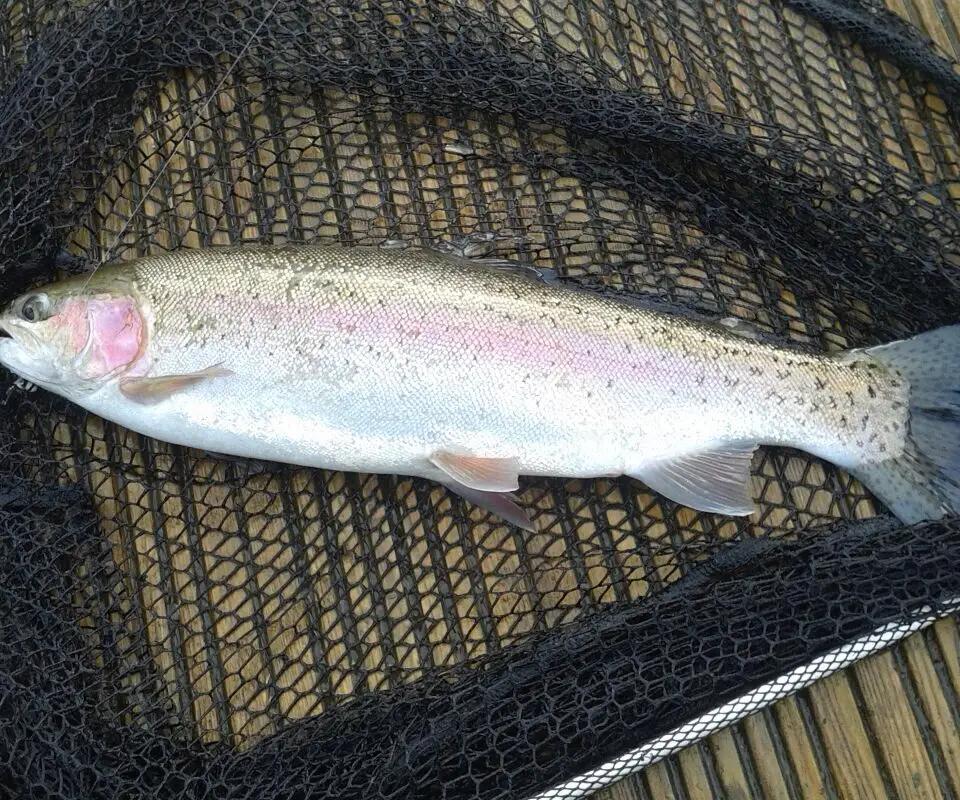 Aberdare and District Angling Association