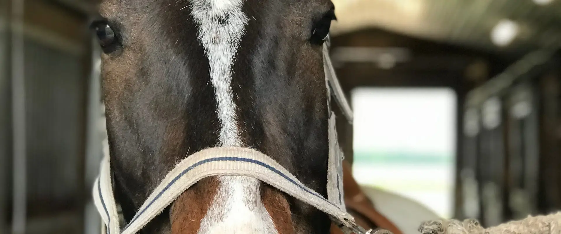 Maplewood Equestrian Centre
