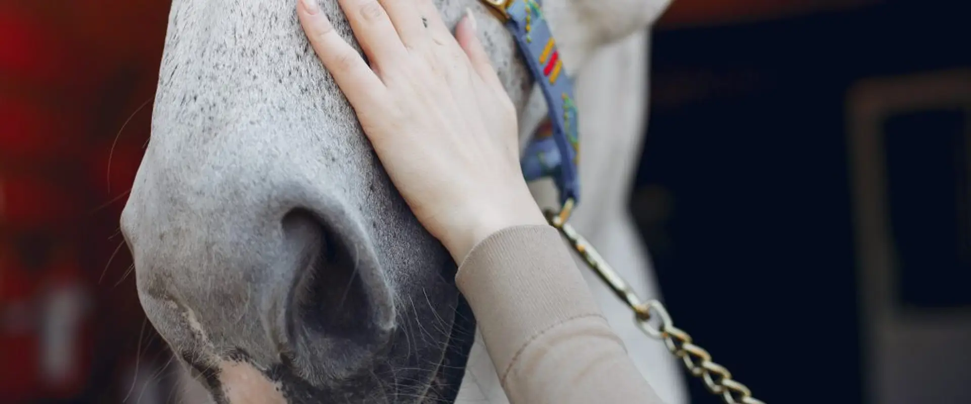 International Boutique Riding School