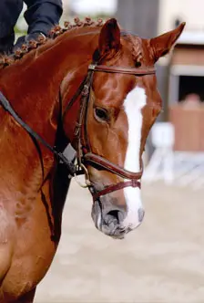 CLUB HIPPIQUE DE BONNERY
