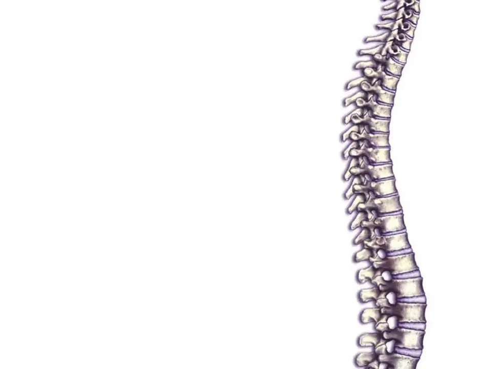 Lasting Touch Human and Animal Chiropractic