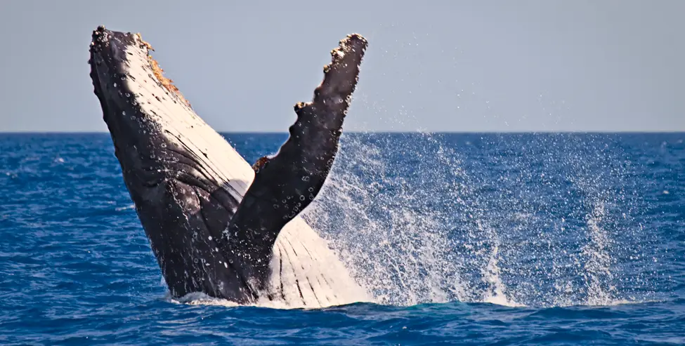 Byron Bay Charters