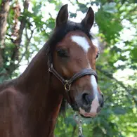 Céa - Club Equestre D'antony