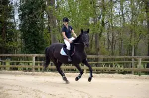 Ponies Des Quatre Saisons