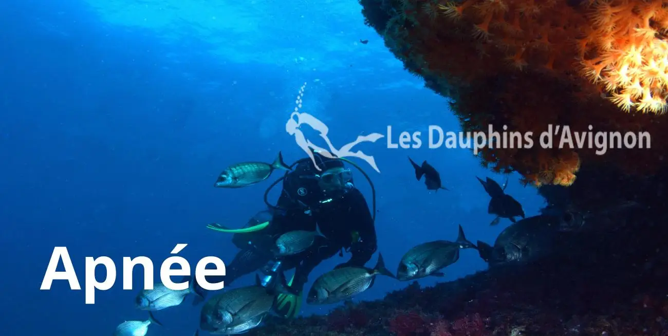 Les Dauphins d'Avignon