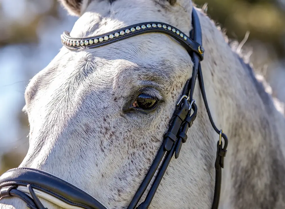Bensons Sporthorses