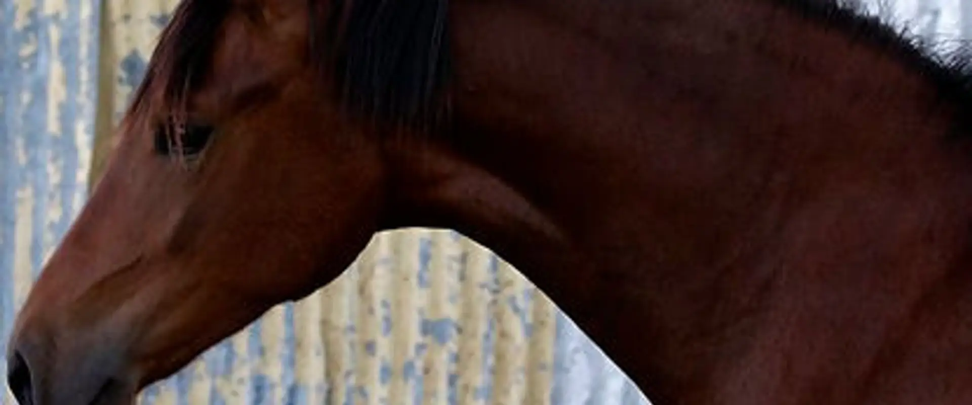 SANDELI PARK TRAIL RIDING CENTRE