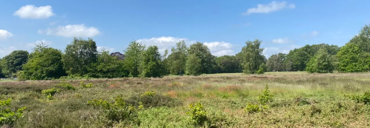 Glebe Meadow