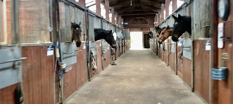Liverdy Dressage