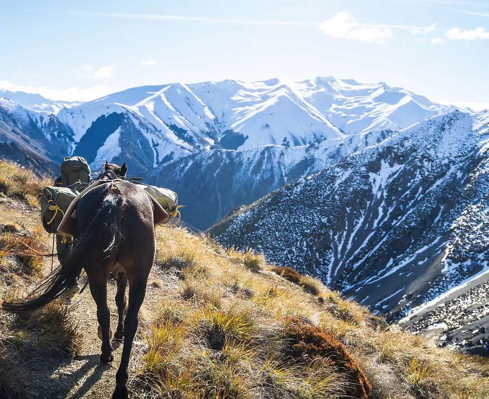 Pukatea Horse Trekking
