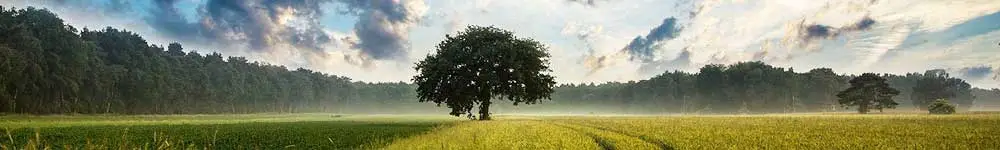 Nature Et Yoga