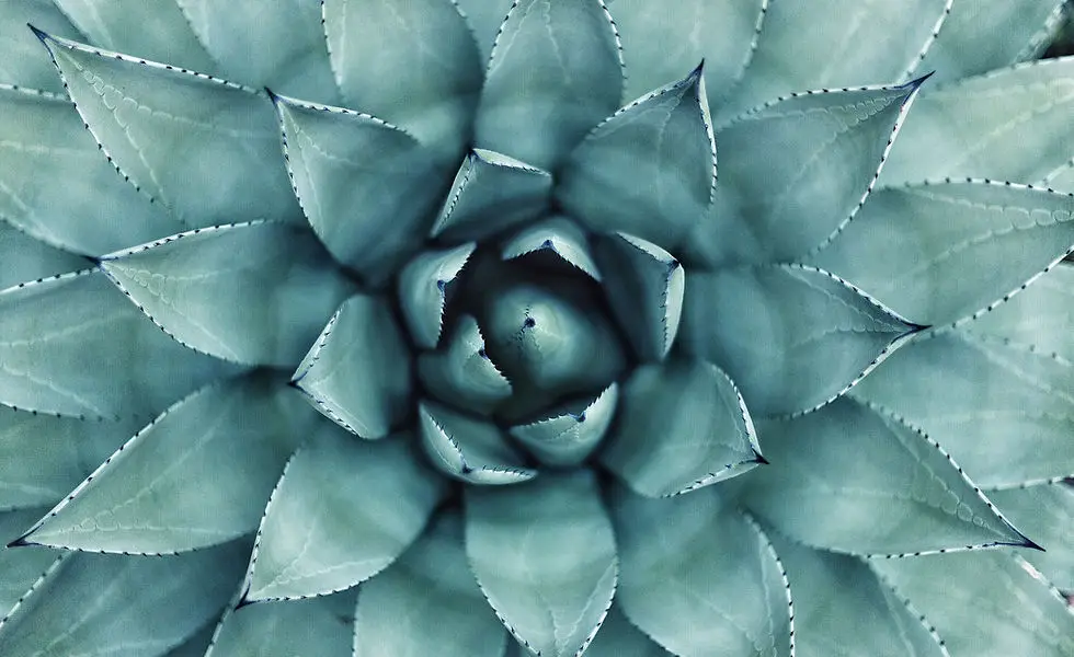 Inner Sage Therapies