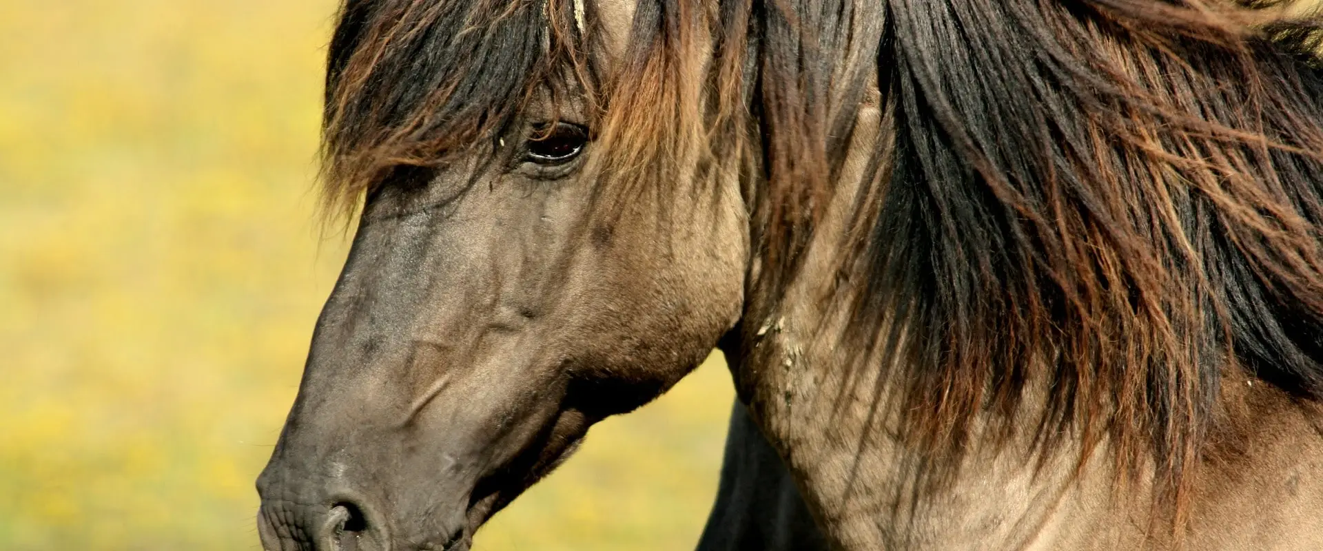 Esprit Cheval