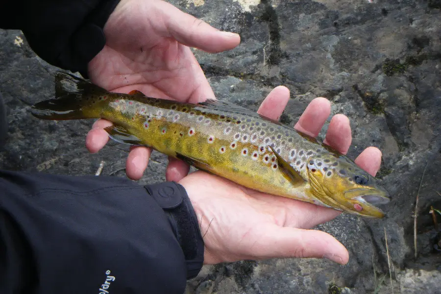 Llyn Guides