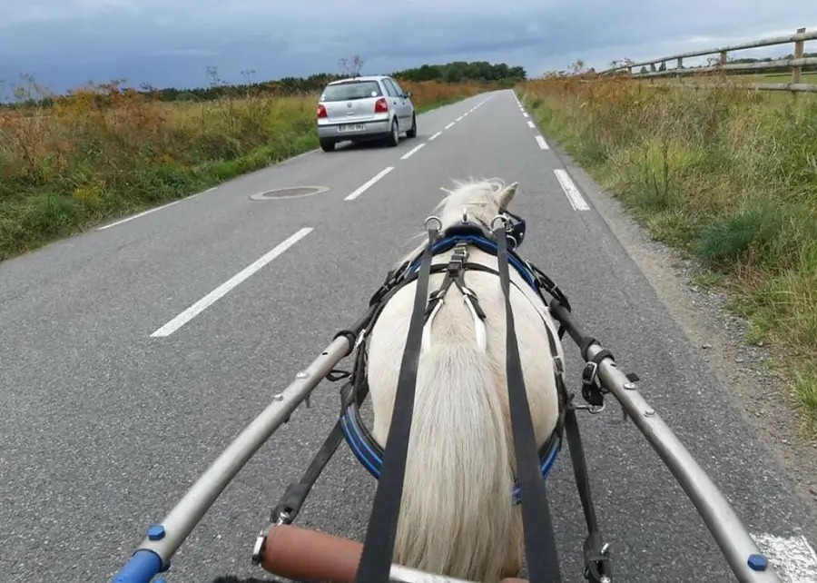Les Chevaux De Congor