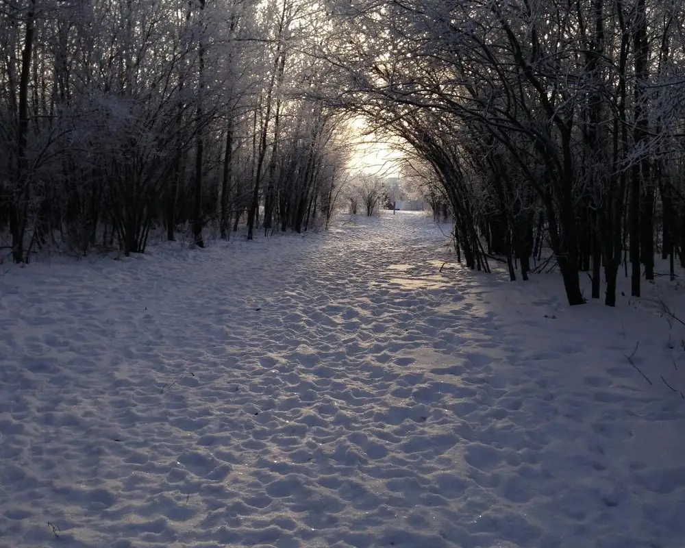 Toboggan Hill Disc Golf Course