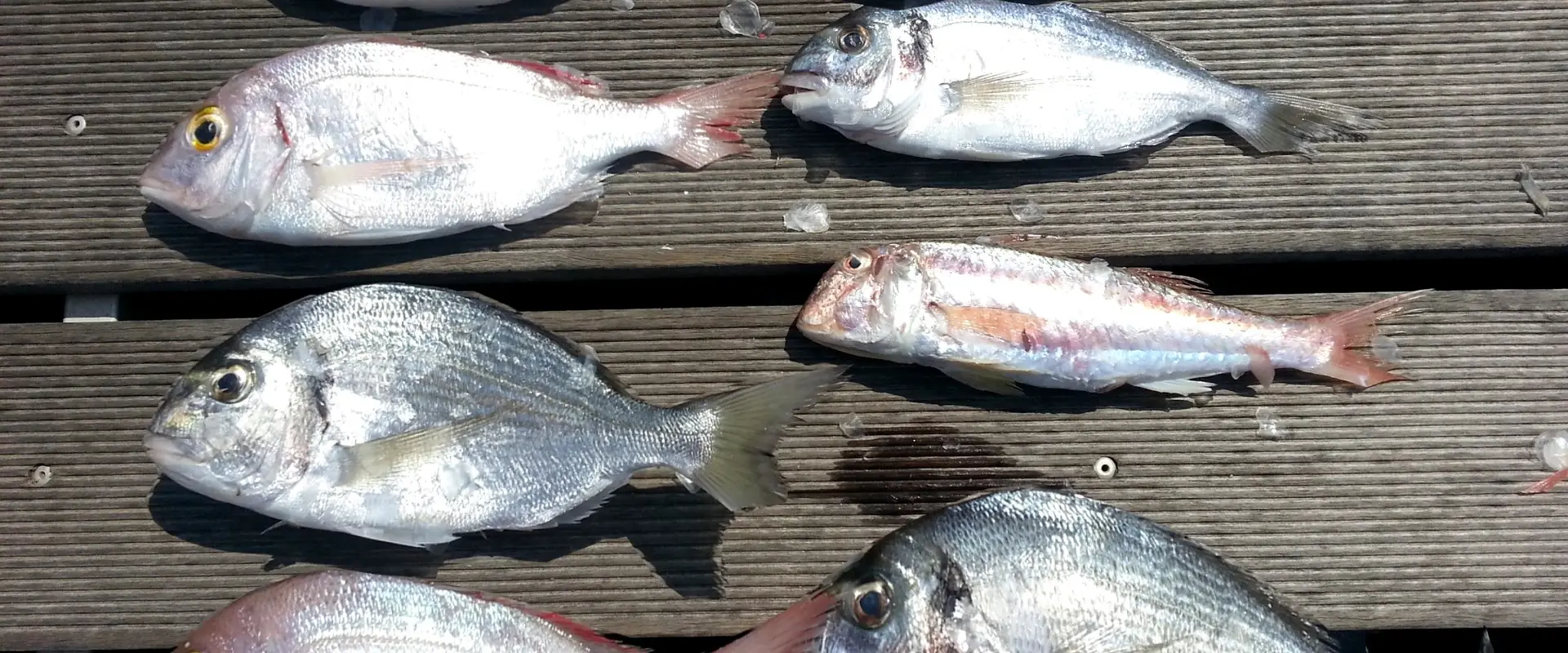 Carnon Fishing Club