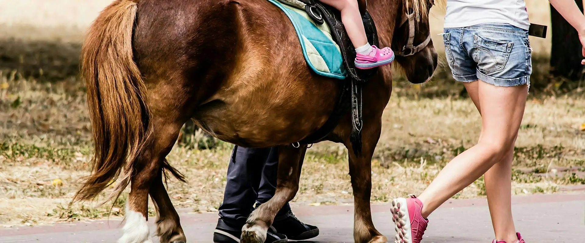 Horse Farm De L'herm