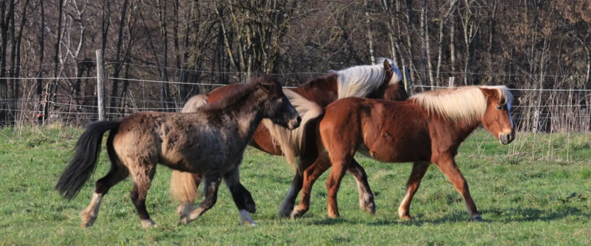Pony Club De Chavanod