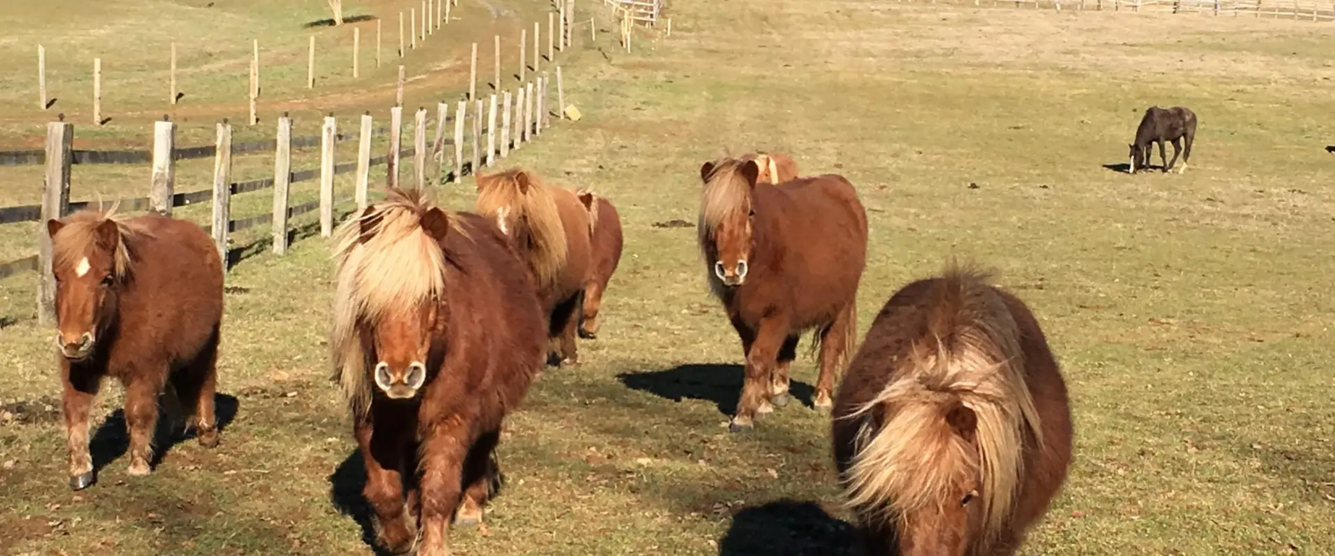 Shetland De Garrigous - Poneys Shetlands