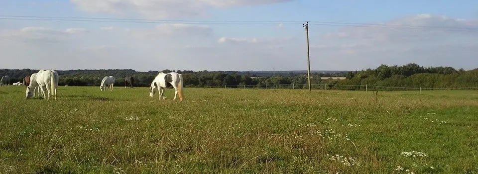 Grove Riding School and Livery Yard
