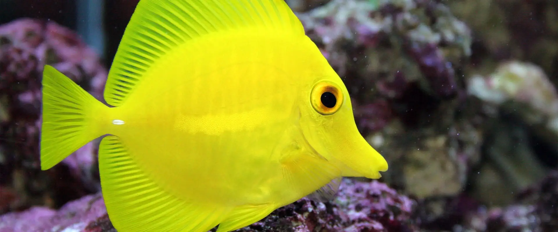 Aquarium Depot