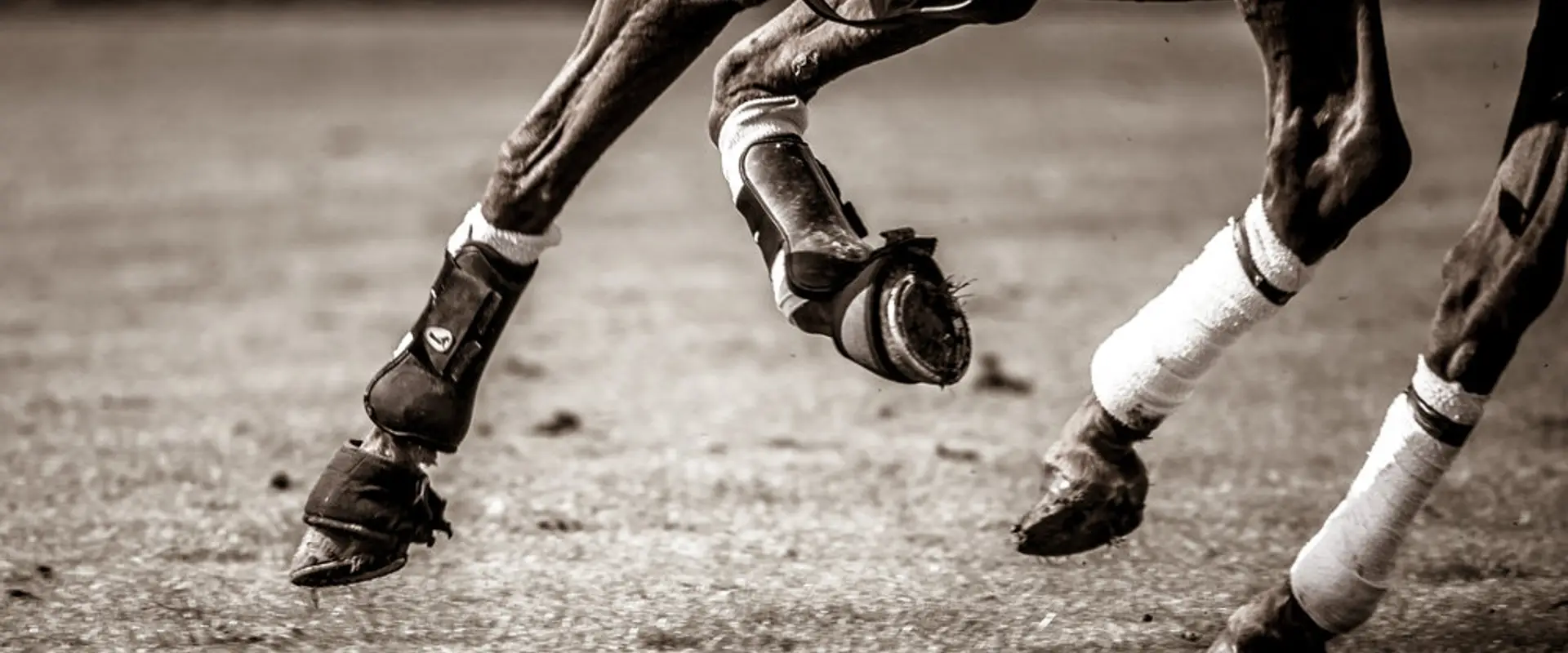 Moor Hall Farm Polo Club