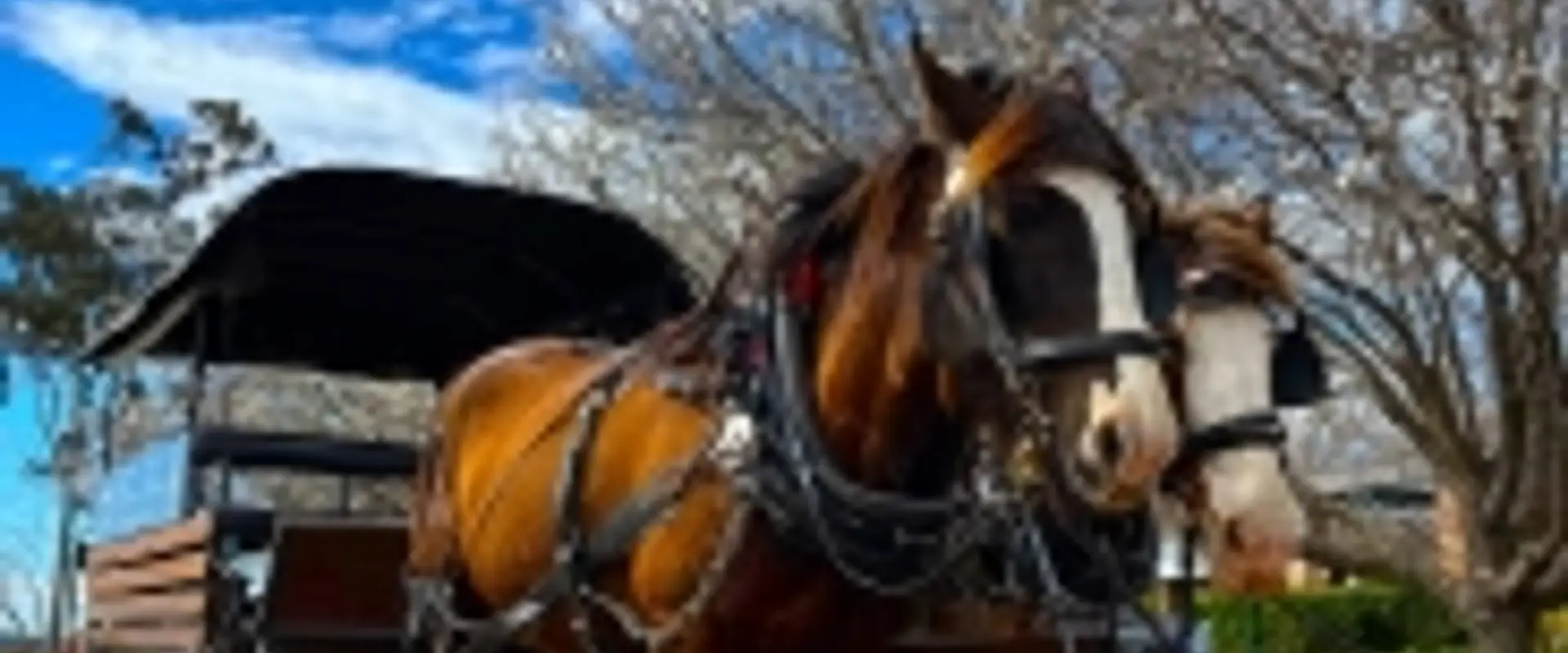 Hunter Valley Horses - Horse Drawn Carriage Tours
