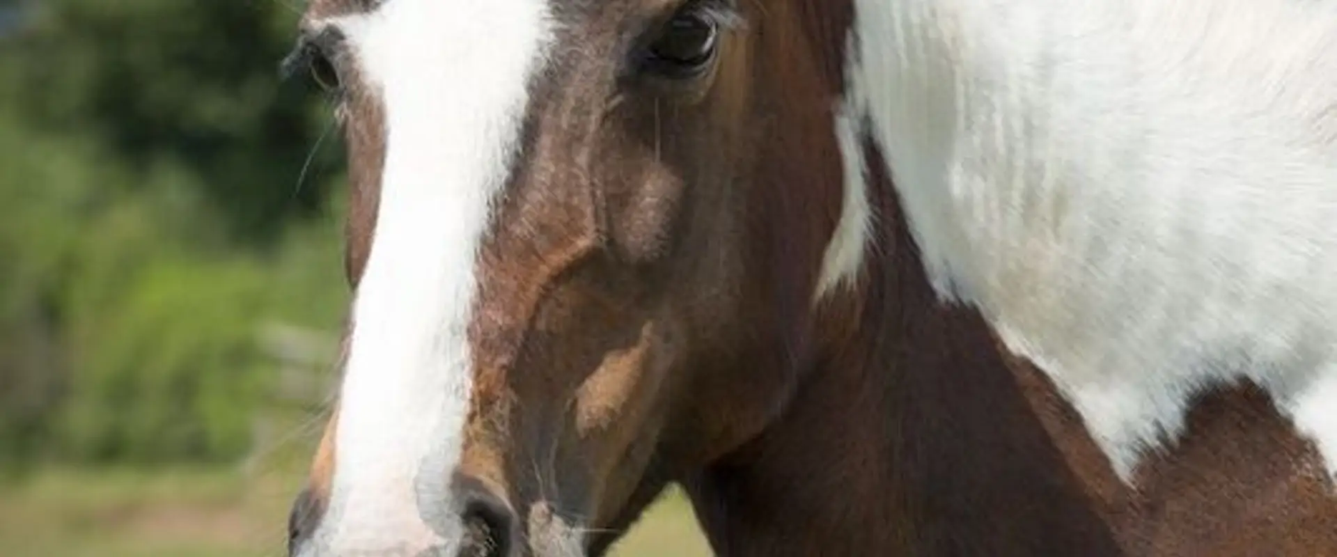 Wembury Bay Riding School