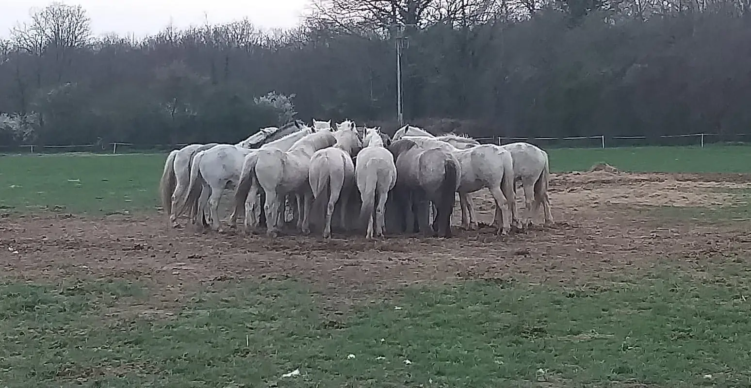 Camargue Riding Recreation En Nièvre