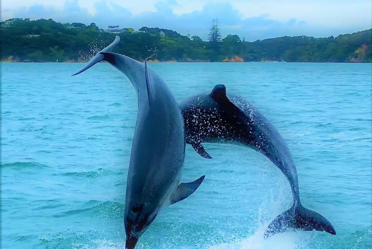 Sail Sunkiss Yacht Charter Auckland