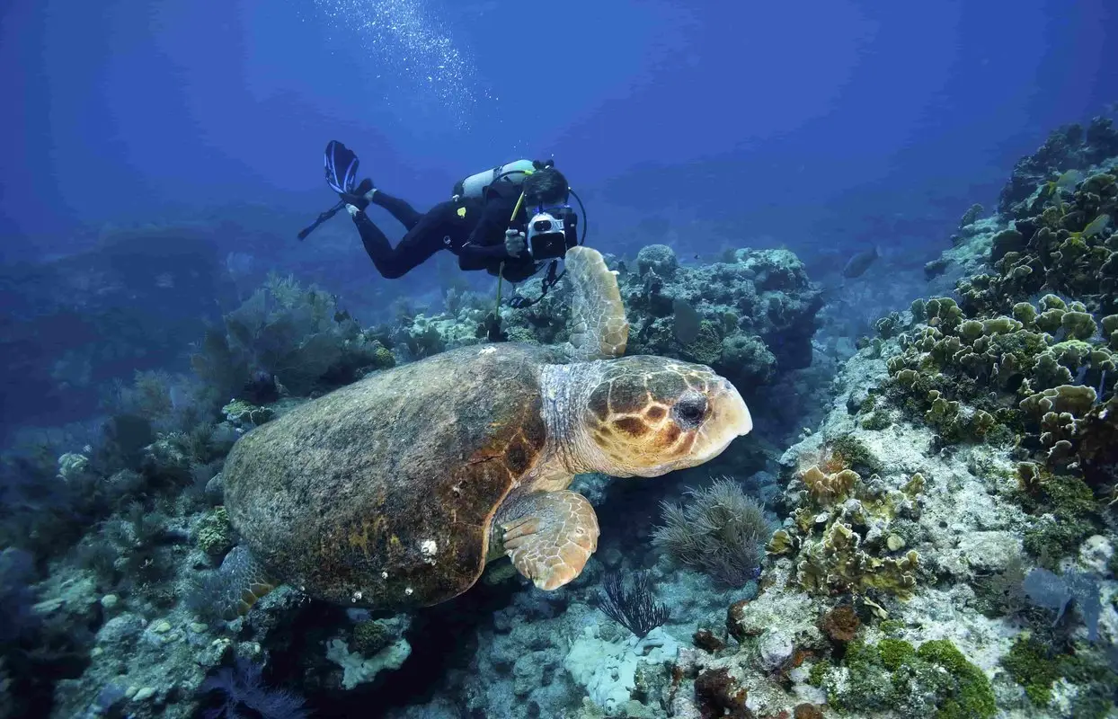 Scuba Goa