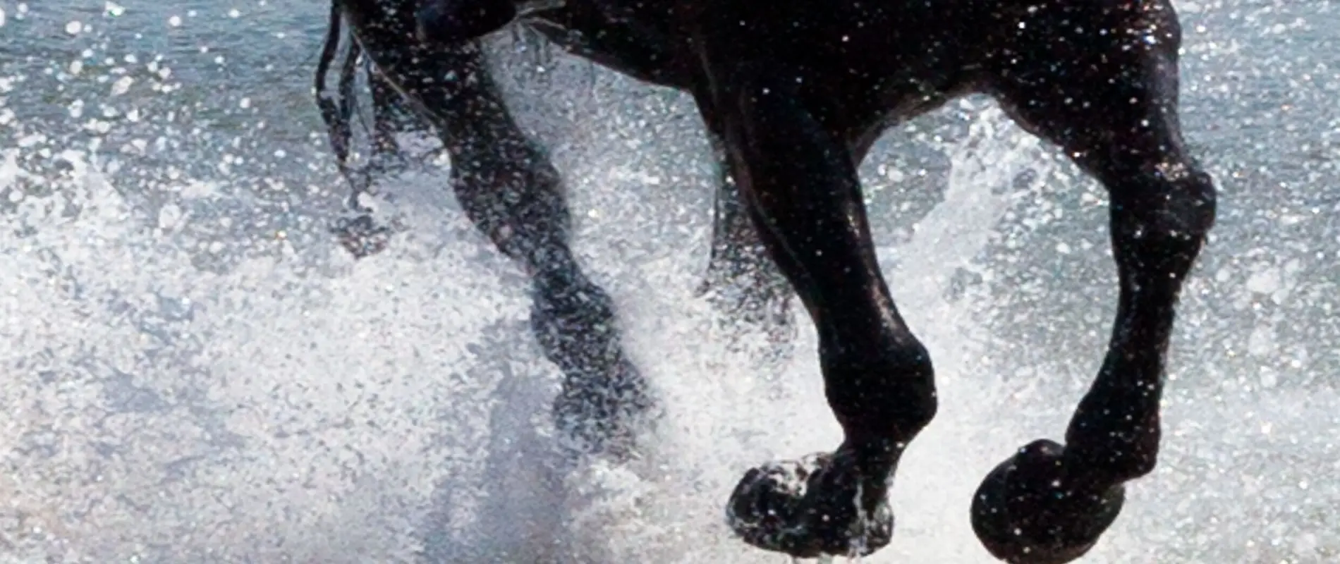 Burnham Horse Riding Centre Dingle