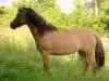 Riding Saint Max