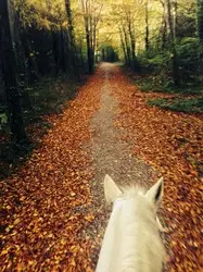 Arundel Farm Riding Centre