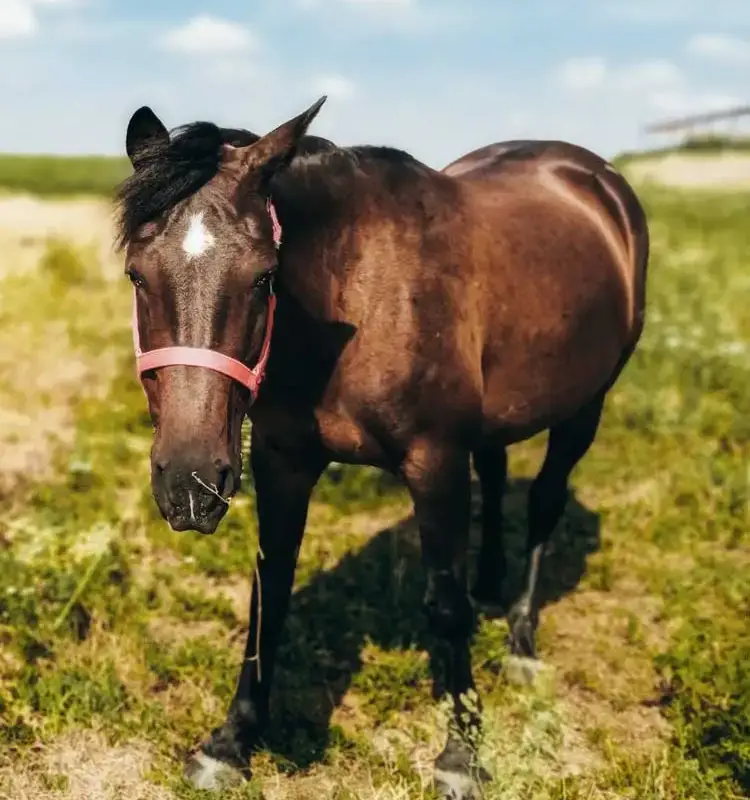 Farma Equiland