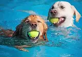 Canine Paradise