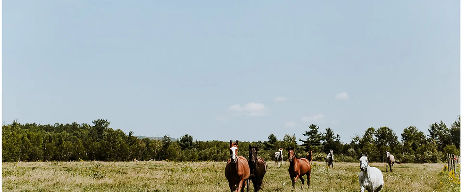 Free Spirit Therapeutic Riding Association
