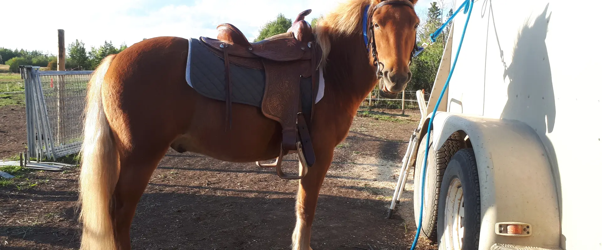 Excalibur Sport Horses