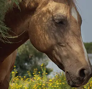 Le Palomino