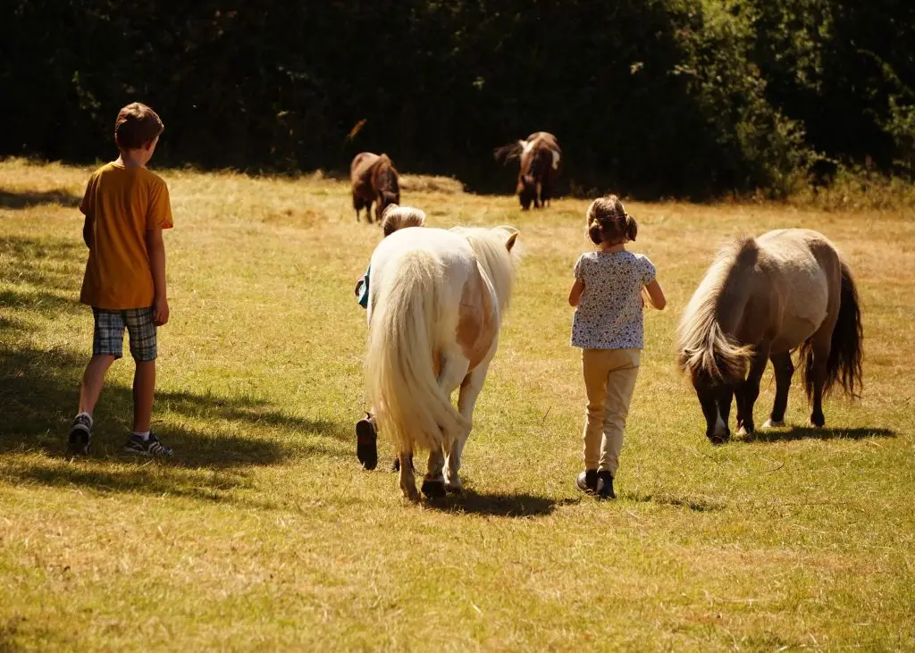 The Little Pony Club