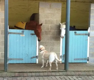 Cackets Farm Livery Yard