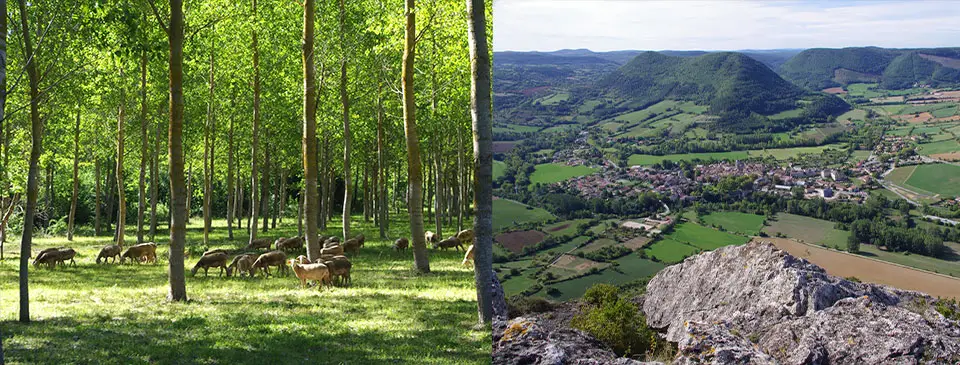 Le Camarat