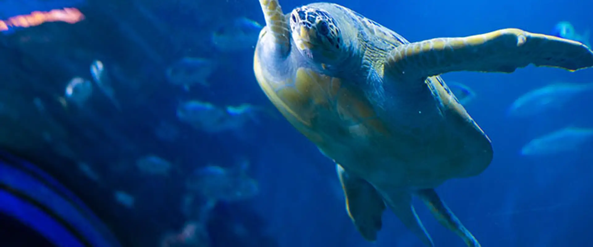 National Marine Aquarium