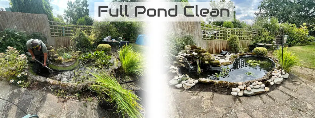 Perfect Ponds & Koi