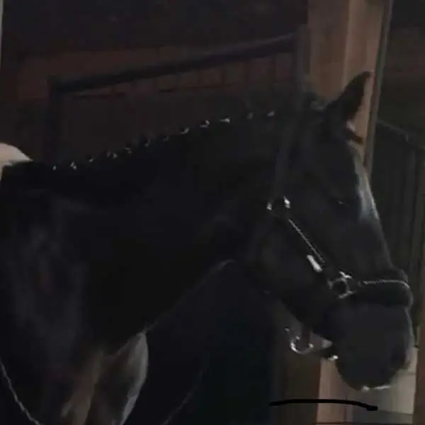 curie SunnyBreeze Stable