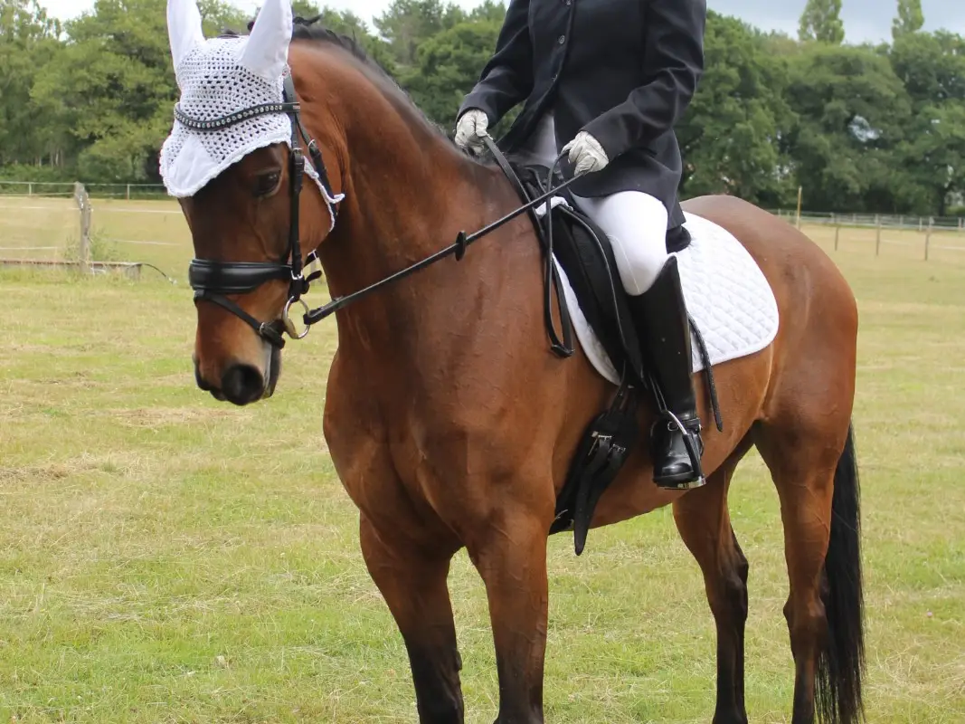 Arniss Equestrian