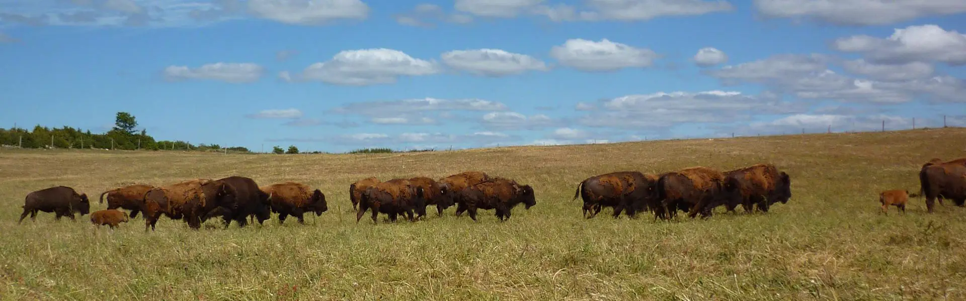 Randals Bison Ferme Auberge